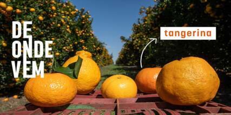 De onde vem a tangerina