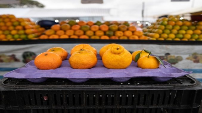 Mexerica, ponkan e murcote: nem todas podem ser chamadas de tangerina; aprenda a diferença entre elas 