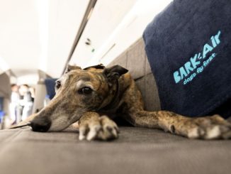 Aérea dos EUA vai oferecer voos para cães viajarem com donos na cabine; pets terão direito a 'drink' e serviço de limpeza