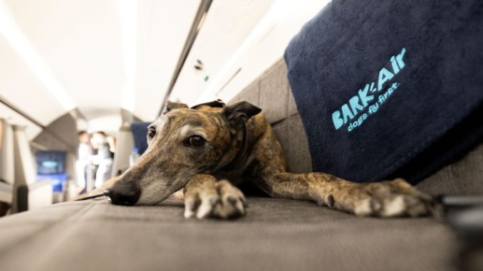 Aérea dos EUA vai oferecer voos para cães viajarem com donos na cabine; pets terão direito a 'drink' e serviço de limpeza 