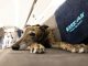 Aérea dos EUA vai oferecer voos para cães viajarem com donos na cabine; pets terão direito a 'drink' e serviço de limpeza