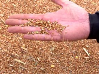 Agricultores do Paraná investem na produção de sorgo, cereal usado para preparo de ração animal