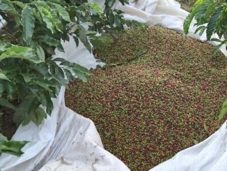 Roubos de sacas de café e a propriedades aumentam com a chegada do período de colheita