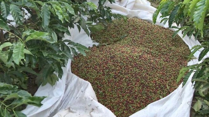 Roubos de sacas de café e a propriedades aumentam com a chegada do período de colheita 