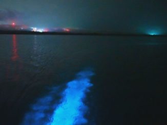 Águas que brilham na escuridão? Entenda fenômeno em mar de Porto Rico