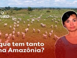 Por que tem tanto boi na Amazônia?